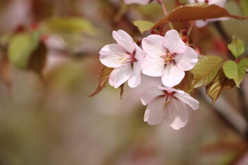 山桜