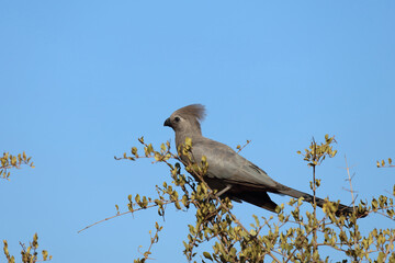 Graulärmvogel / Grey lourie - Grey go-away-bird / Corythaixoides concolor
