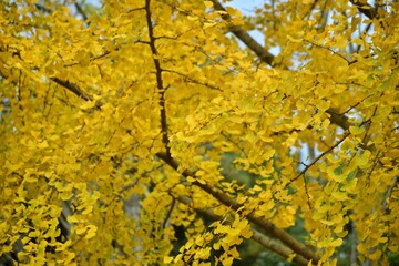 ginkgo, The leaves of the ginkgo tree have turned yellow.