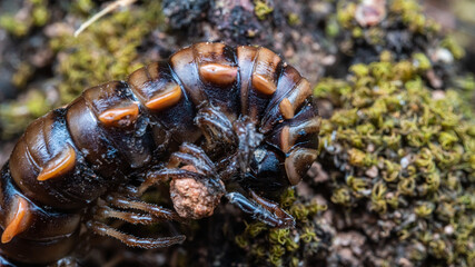 Millipede Insect Animal