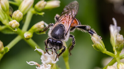 Bee With Flower Pollen 