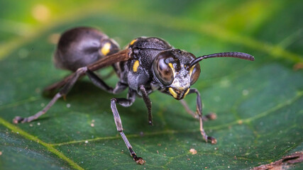 Bee With Flower Pollen 
