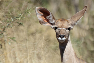 Großer Kudu / Greater Kudu / Tragelaphus strepsiceros.