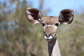 Großer Kudu / Greater Kudu / Tragelaphus strepsiceros.