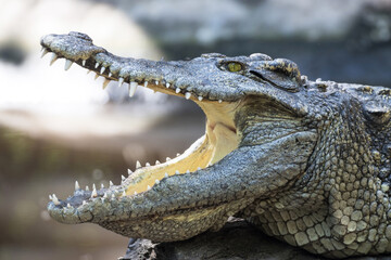 close up crocodile with open mouth