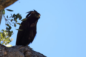 Schopfadler / Long-crested eagle / Lophaetus occipitalis