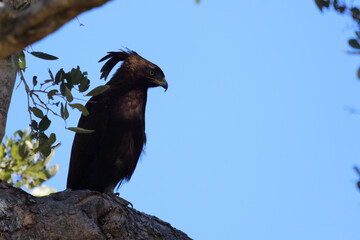Schopfadler / Long-crested eagle / Lophaetus occipitalis