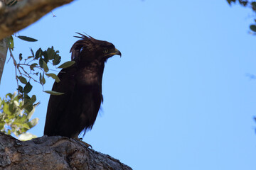 Schopfadler / Long-crested eagle / Lophaetus occipitalis