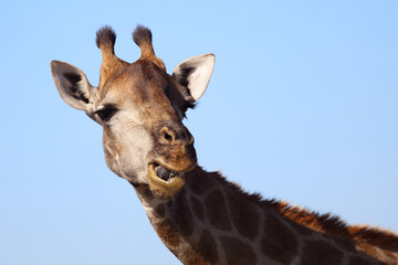 Giraffe / Giraffe / Giraffa Camelopardalis