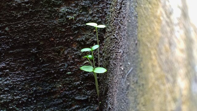 Small plants growing on weathered cement wall