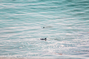 Dolphins swimming around one another in the ocean
