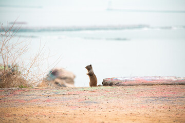 A young squirrel standing on colorful ground with a cliff behind 