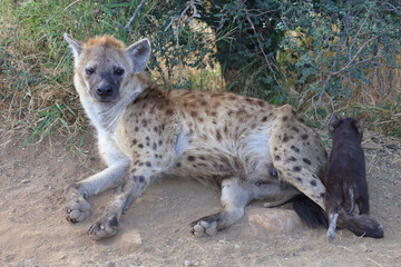 Tüpfelhyäne / Spotted Hyaena / Crocuta crocuta.