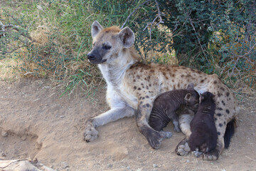 Naklejka premium Tüpfelhyäne / Spotted Hyaena / Crocuta crocuta.