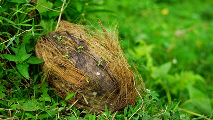 nest on the grass