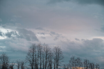 冬の夕方　ニセアカシアの大木と空