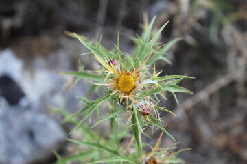 yellow flower in the garden