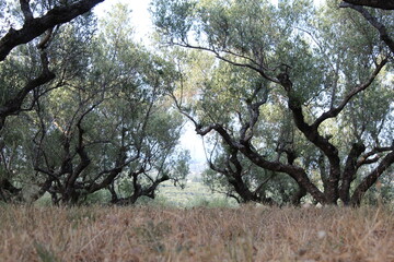 tree in spring