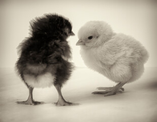 Black and white little chickens on a light background close-up.
