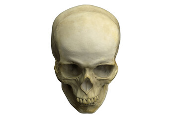 3D render of Human Skull isolated on white