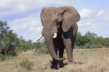 Afrikanischer Elefant / African elephant / Loxodonta africana