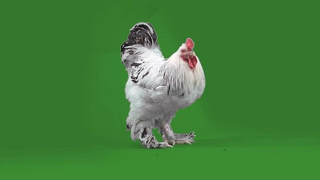 big handsome motley cock walks
