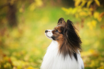 Profile Portrait of adorable white and brindle dog breed papillon sitting in the forest in the fall. Continental toy