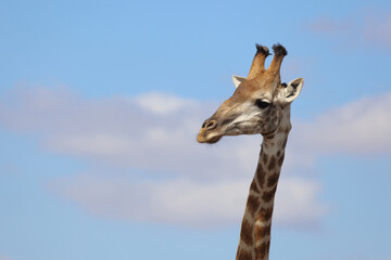 Naklejka premium Giraffe / Giraffe / Giraffa Camelopardalis