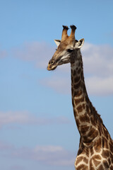 Giraffe / Giraffe / Giraffa Camelopardalis