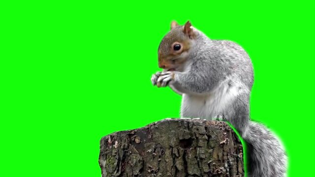 gibsnfz kthfz squirrel gnaw nuts
