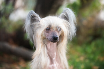 Portrait of beautiful Chinese crested dog in autumn forest. Cute hairless Chinese crested dog sitting outside in fall