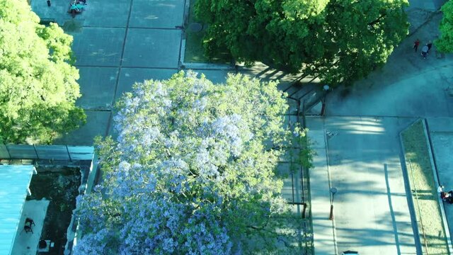 Vista a&eacute;rea de arboles de jacaranda florecidos en un parque p&uacute;blico, con copas llenas de flores violetas; durante primavera.
