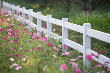 pink Cosmos flowers in the garden

