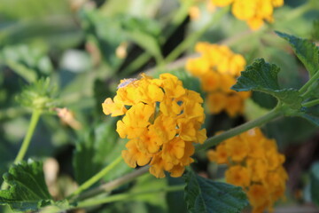 yellow flower in the garden