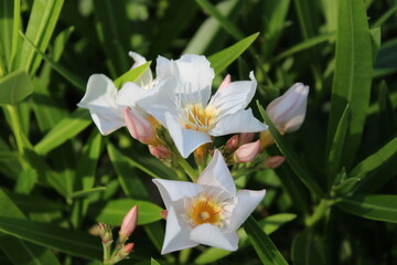 white narcissus flower