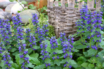 Wild ayuga bloom in spring (Ajuga reptans)