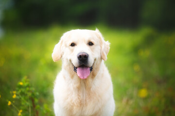 Cute golden retriever dog in the green grass and flowers background.