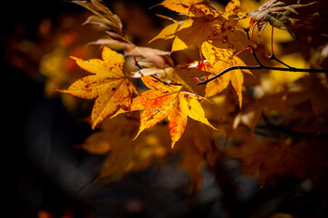 オレンジ系の紅葉