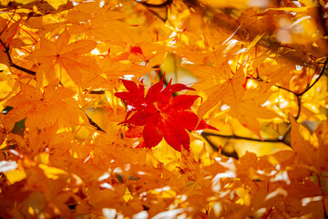 紅葉途中の葉っぱ