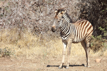 Steppenzebra / Burchell's Zebra / Equus burchellii...