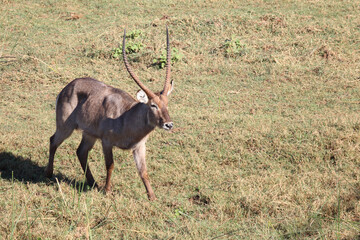 Wasserbock / Waterbuck / Kobus ellipsiprymnus
