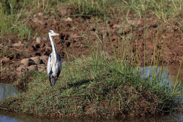 Afrikanischer Graureiher / Grey Heron / Ardea cinerea.