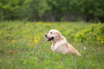 Cute golden retriever dog sitting in the green grass and flowers background.