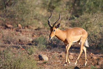 Schwarzfersenantilope / Impala / Aepyceros melampus