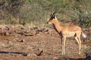 Schwarzfersenantilope / Impala / Aepyceros melampus