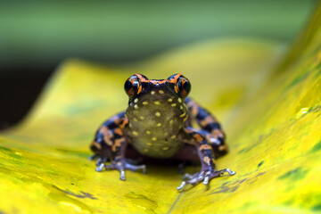 Red striped frog sitting in yellow leaf