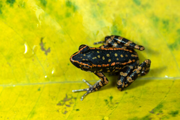 Red striped frog sitting in yellow leaf