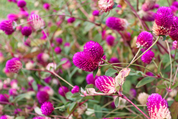 Pink flowers gomphrena (lat. 
 Gomphrena)