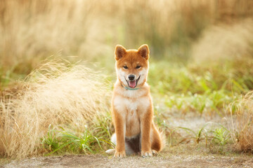 Cute Red Shiba Inu Puppy Dog Sitting Outdoor In Grass During golden Sunset. Adorable japanese shiba inu puppy