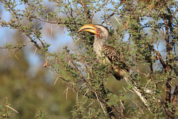Südlicher Gelbschnabeltoko / Southern yellow-billed hornbill / Tockus leucomelas